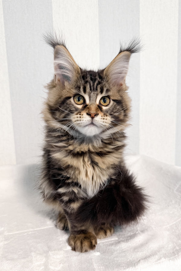Danny | Maine Coon Kitten