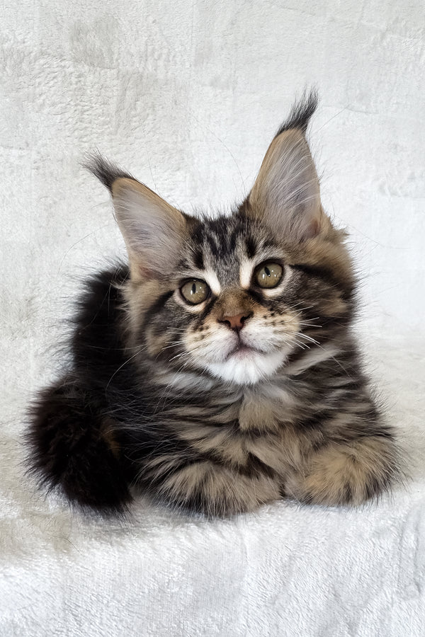 Danny | Maine Coon Kitten