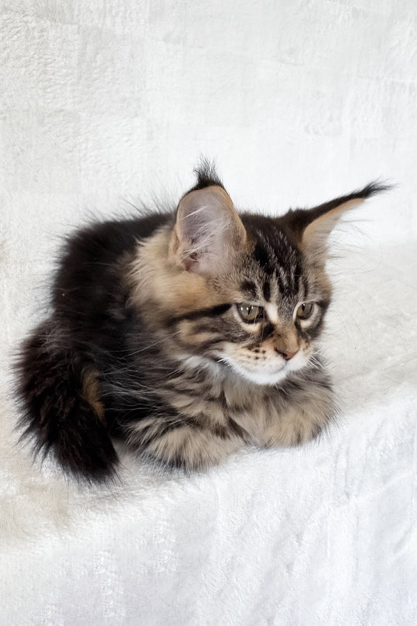 Danny | Maine Coon Kitten