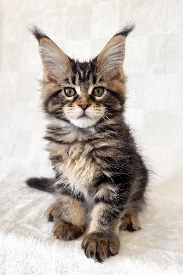 Danny | Maine Coon Kitten