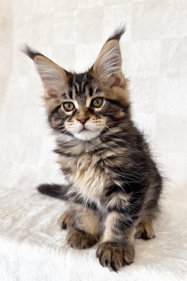 Danny | Maine Coon Kitten