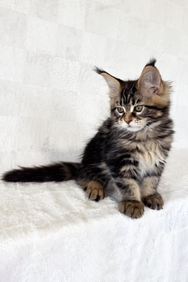 Danny | Maine Coon Kitten