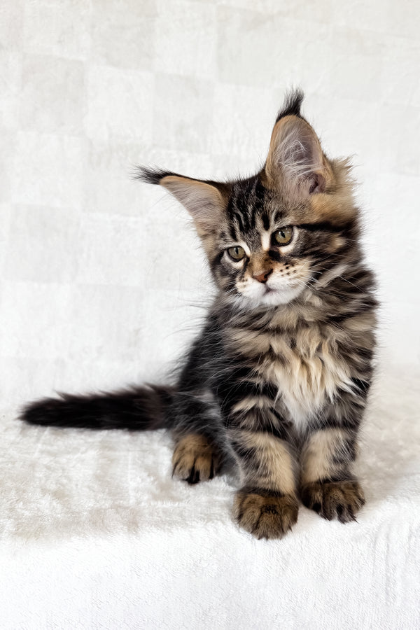 Danny | Maine Coon Kitten