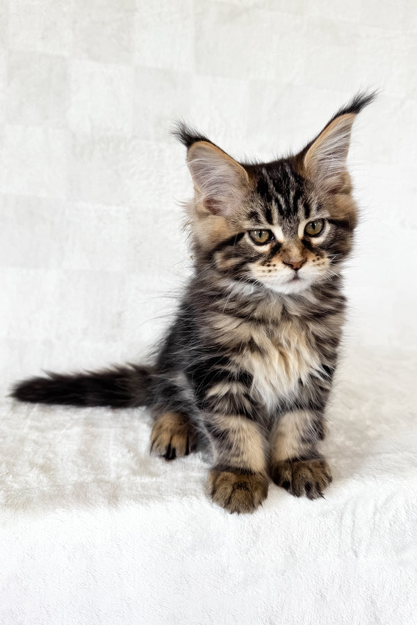 Danny | Maine Coon Kitten