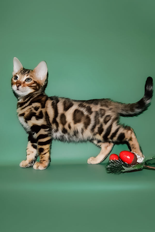 Dante | Bengal Kitten