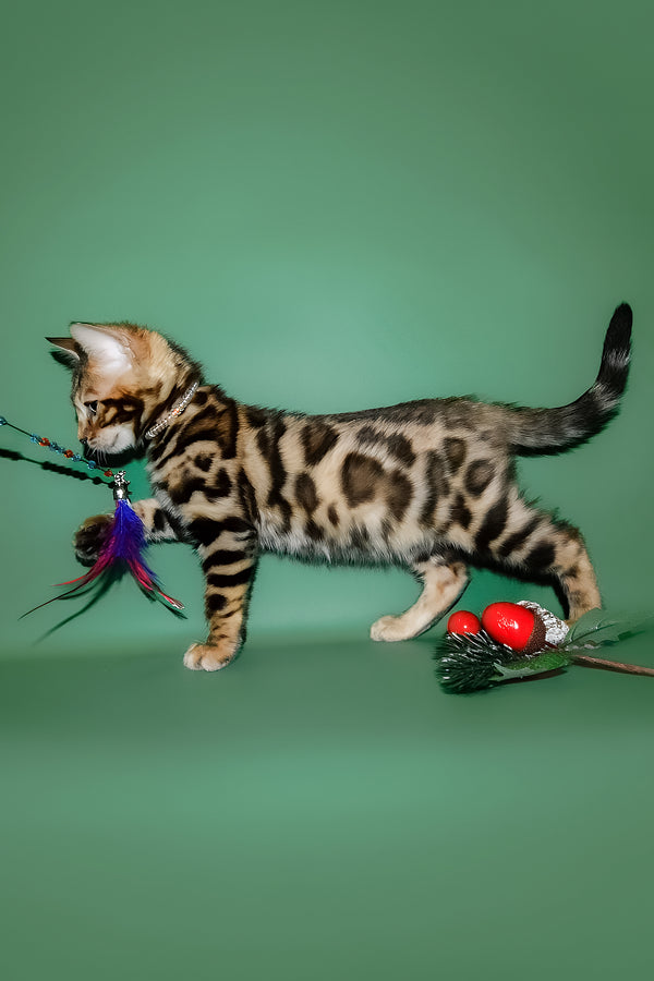 Dante | Bengal Kitten