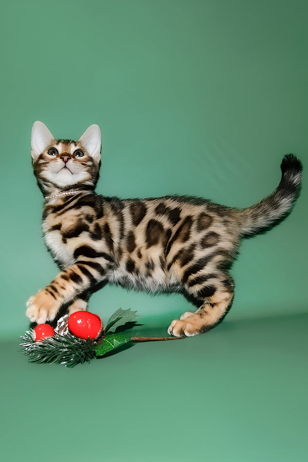 Dante | Bengal Kitten