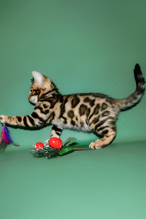 Dante | Bengal Kitten