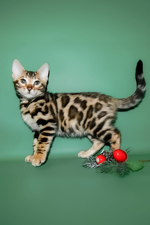 Dante | Bengal Kitten