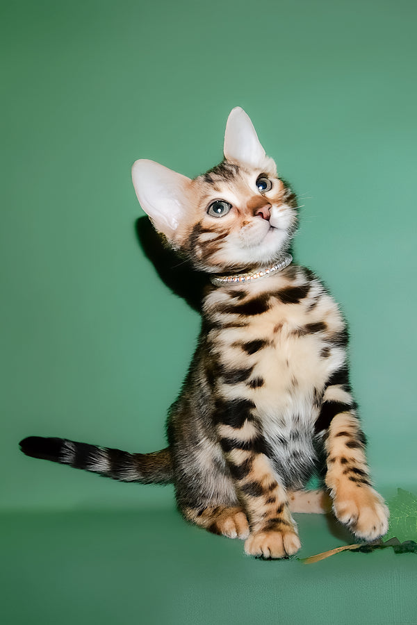 Dante | Bengal Kitten