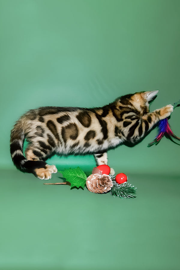 Dante | Bengal Kitten