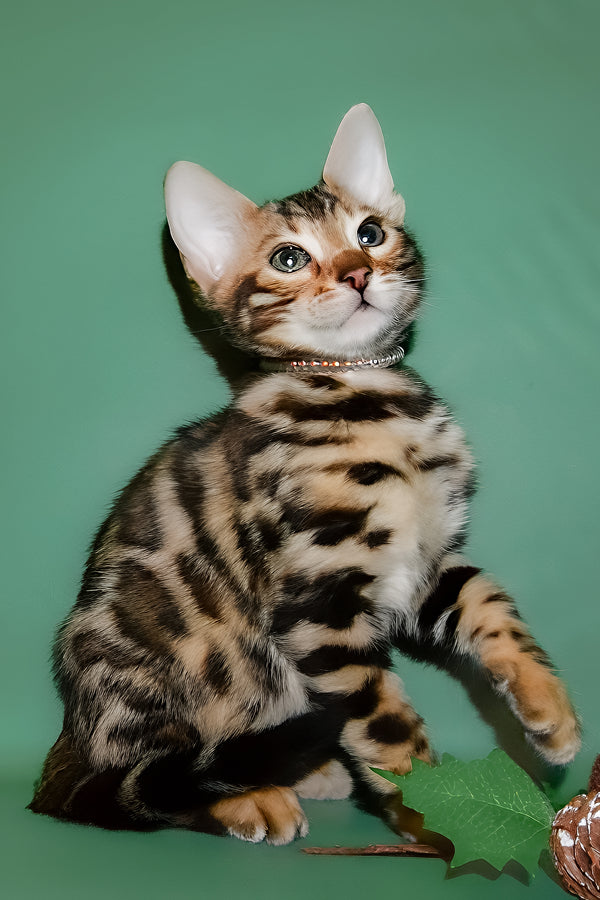 Dante | Bengal Kitten