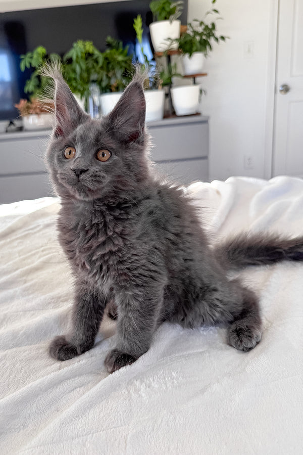 Daphne | Maine Coon Kitten