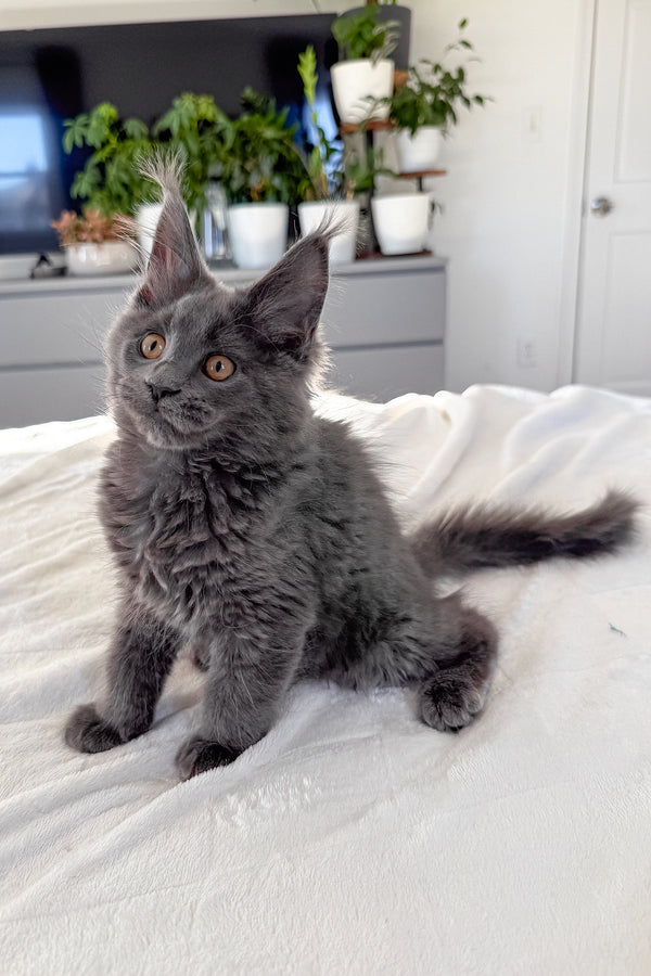 Daphne | Maine Coon Kitten