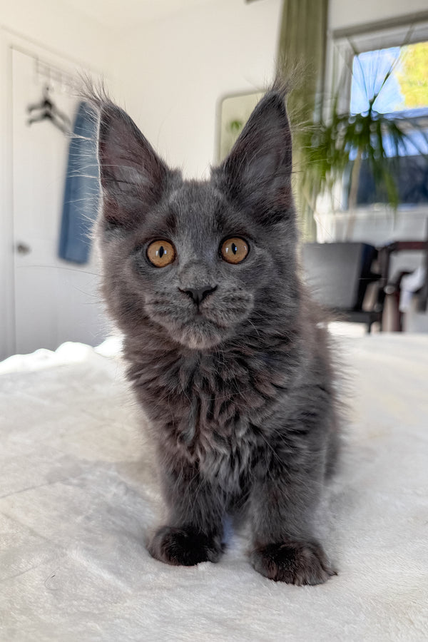 Daphne | Maine Coon Kitten