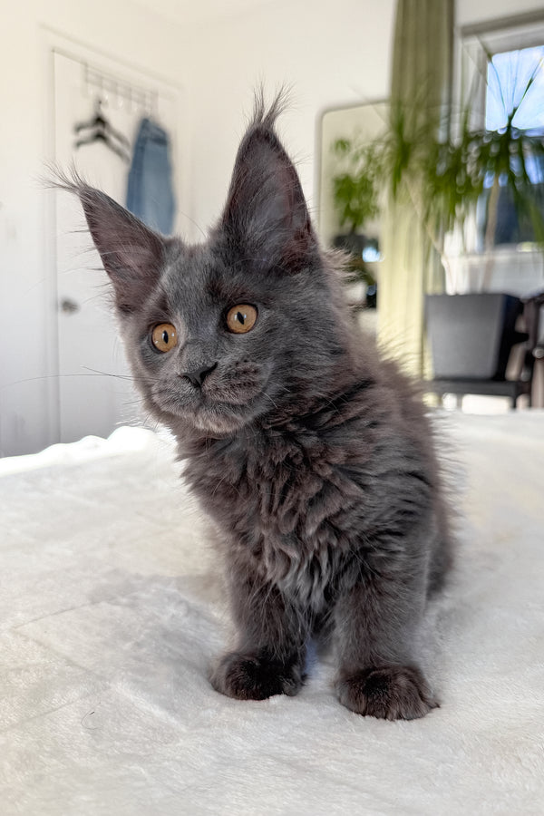 Daphne | Maine Coon Kitten
