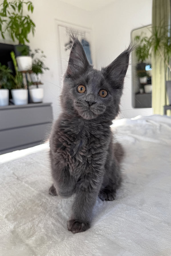 Daphne | Maine Coon Kitten