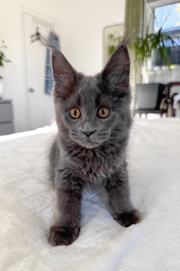 Daphne | Maine Coon Kitten