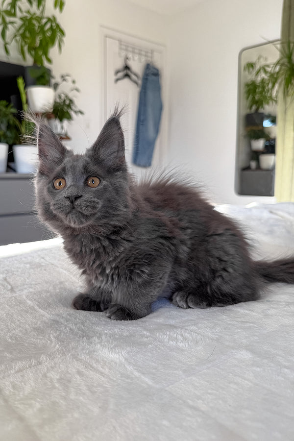 Daphne | Maine Coon Kitten