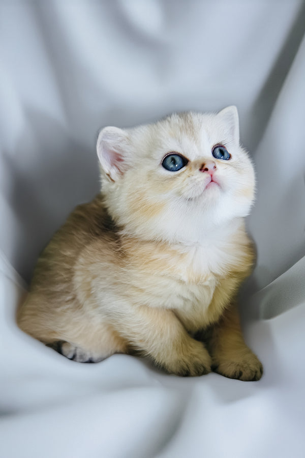 Darcy | Scottish Straight Kitten