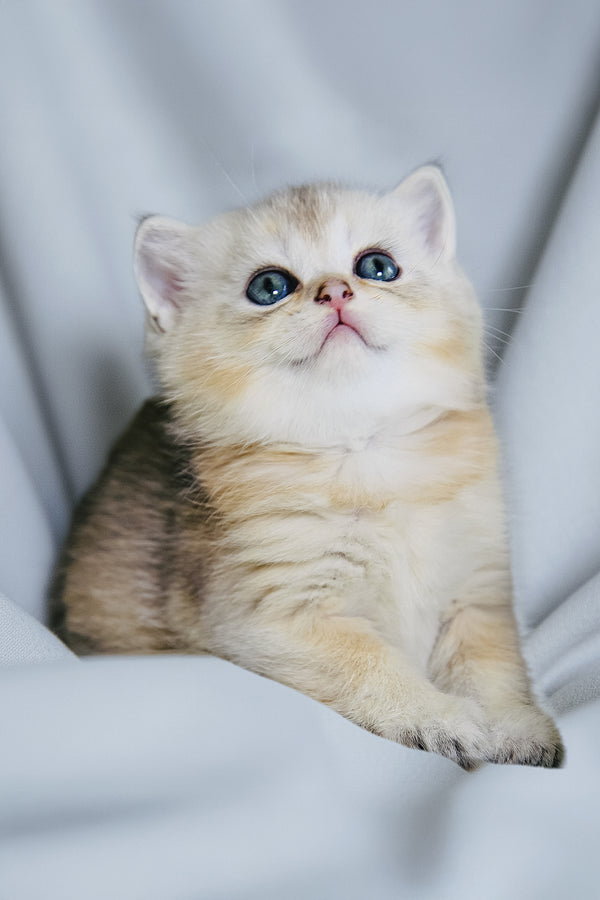 Darcy | Scottish Straight Kitten