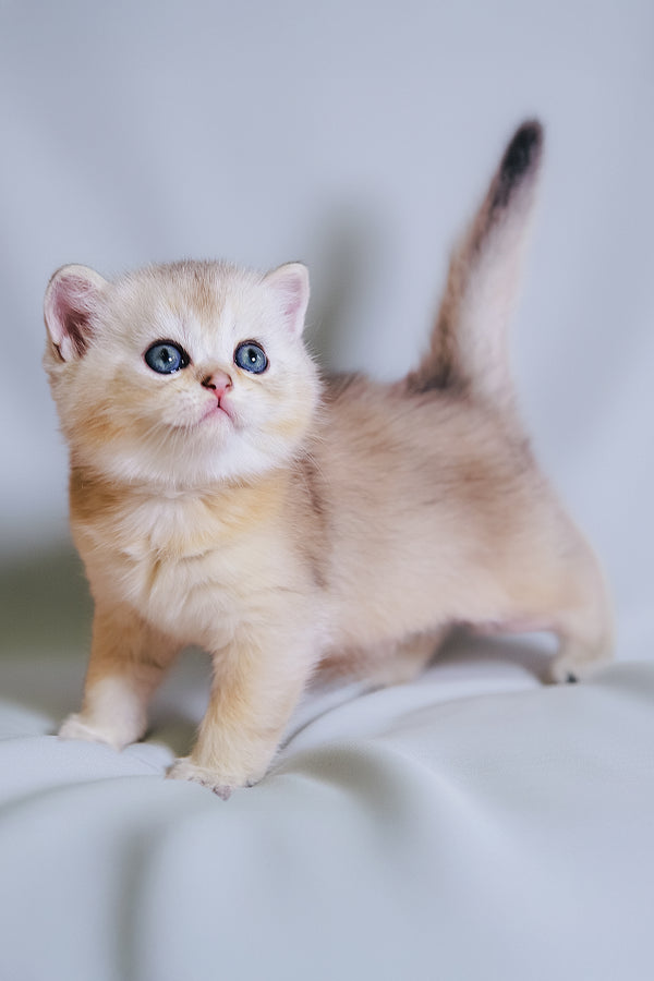 Darcy | Scottish Straight Kitten