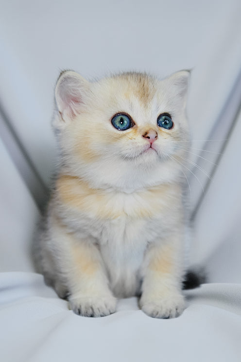 Darcy | Scottish Straight Kitten