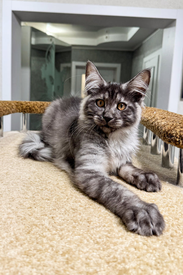 Daren | Maine Coon Kitten