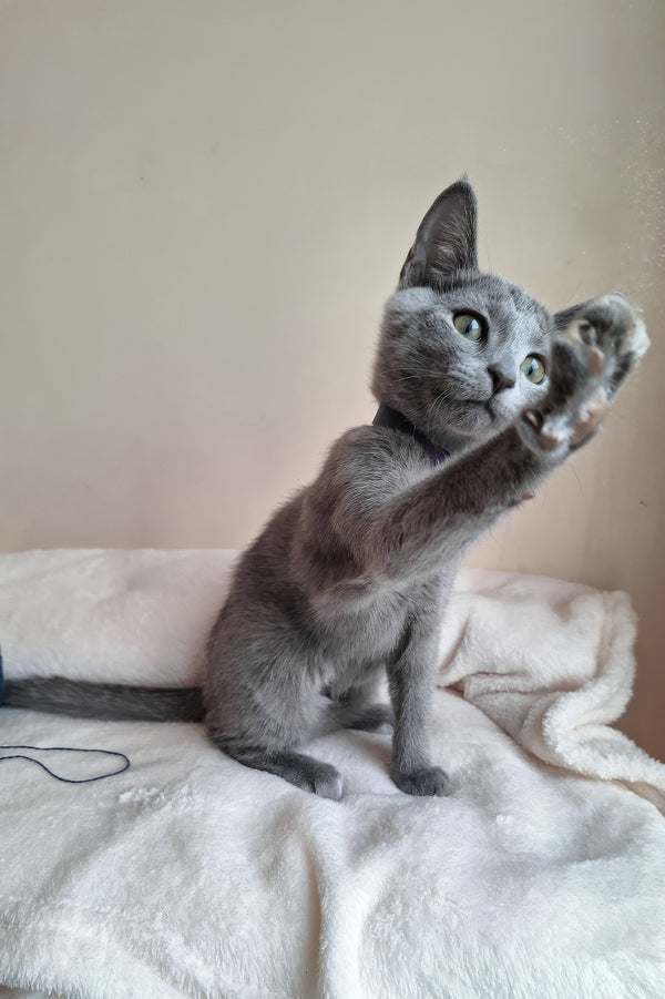 Darina | Russian Blue Kitten