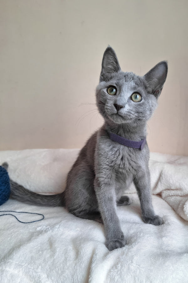 Darina | Russian Blue Kitten