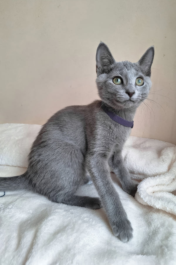 Darina | Russian Blue Kitten