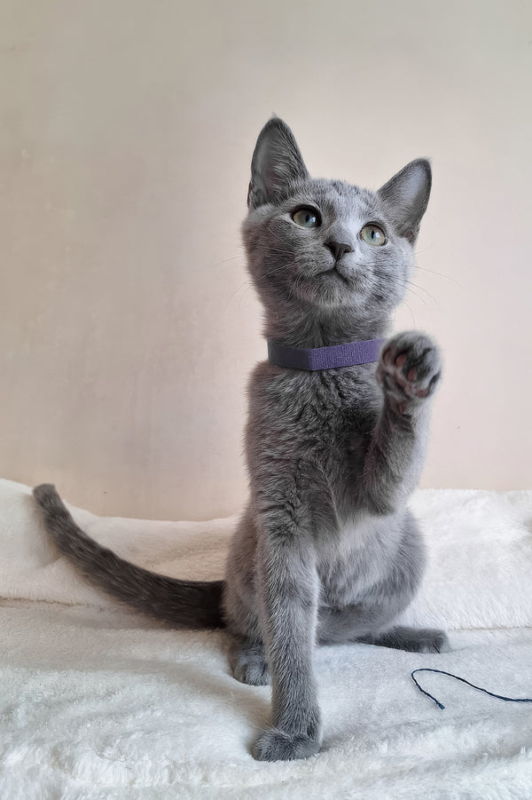 Darina | Russian Blue Kitten