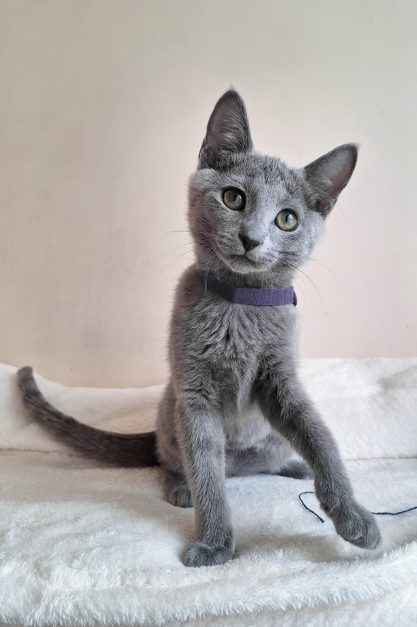 Darina | Russian Blue Kitten