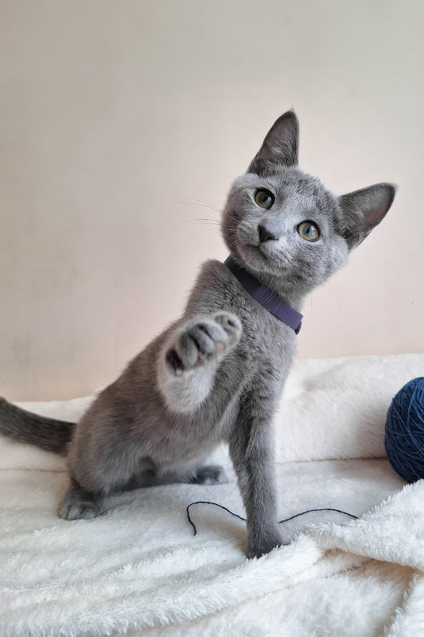 Darina | Russian Blue Kitten
