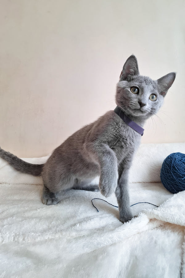 Darina | Russian Blue Kitten