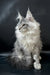 Dario | Maine Coon Kitten