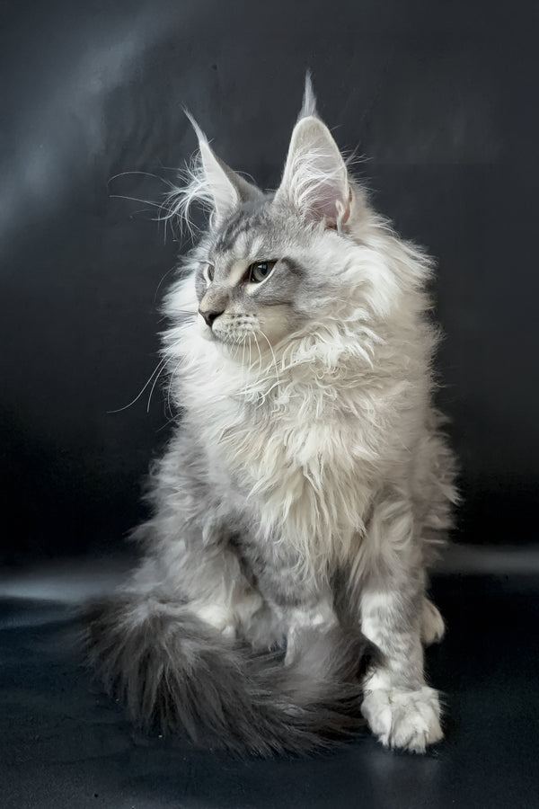 Dario | Maine Coon Kitten