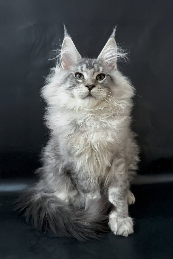 Dario | Maine Coon Kitten