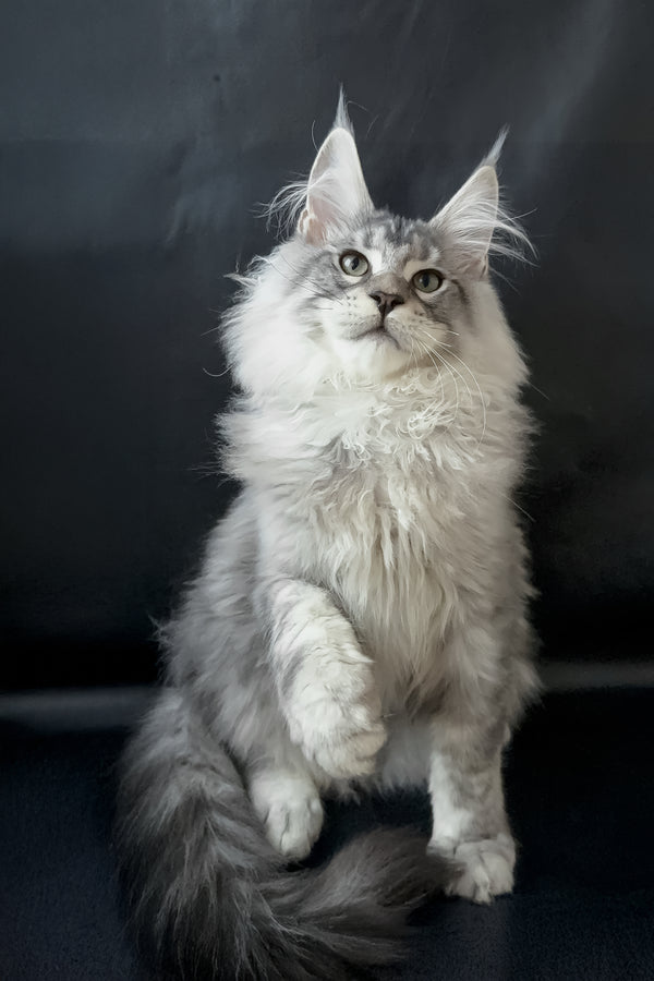 Dario | Maine Coon Kitten