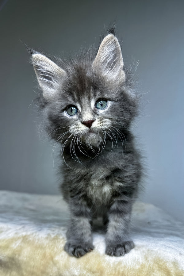 Dark | Maine Coon Kitten