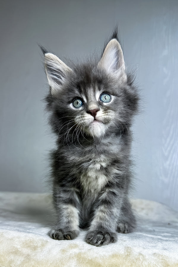 Dark | Maine Coon Kitten