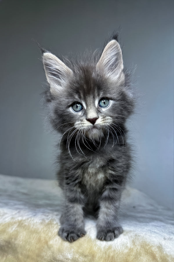 Dark | Maine Coon Kitten