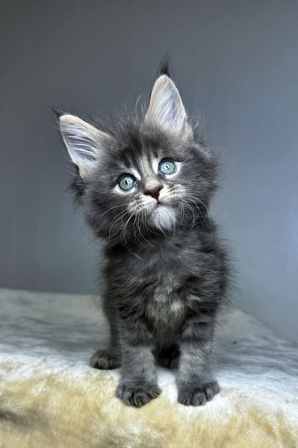 Dark | Maine Coon Kitten