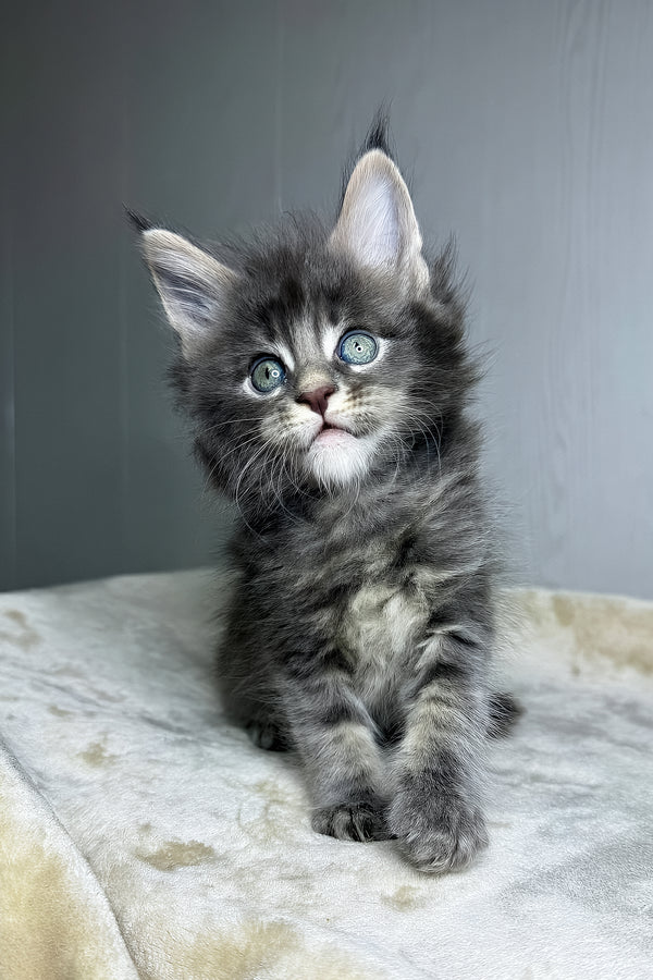 Dark | Maine Coon Kitten