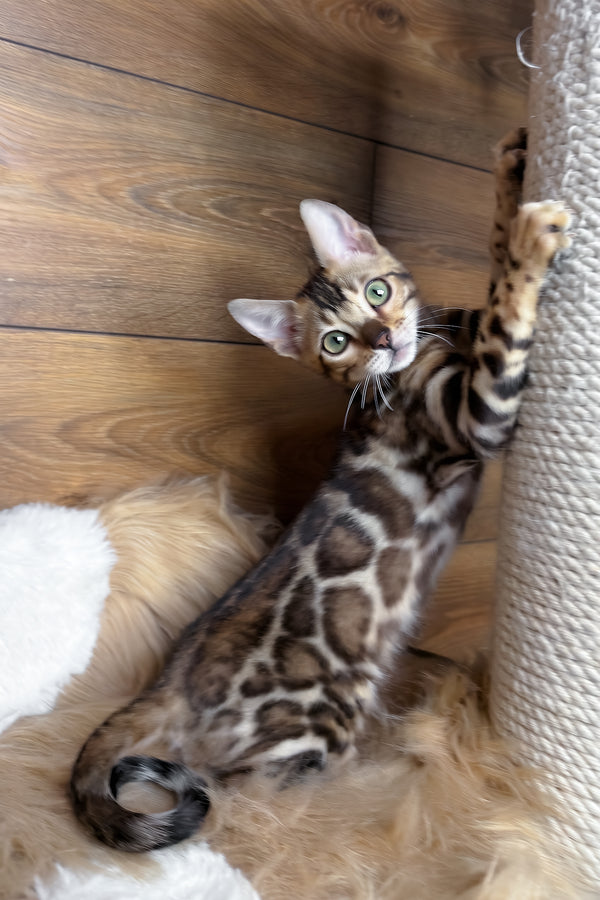 Darling | Bengal Kitten
