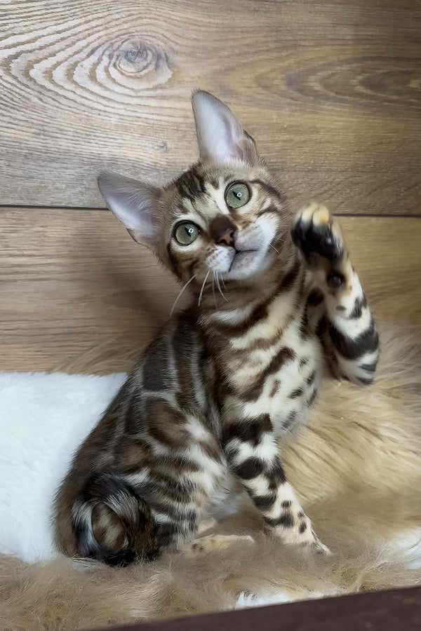 Darling | Bengal Kitten