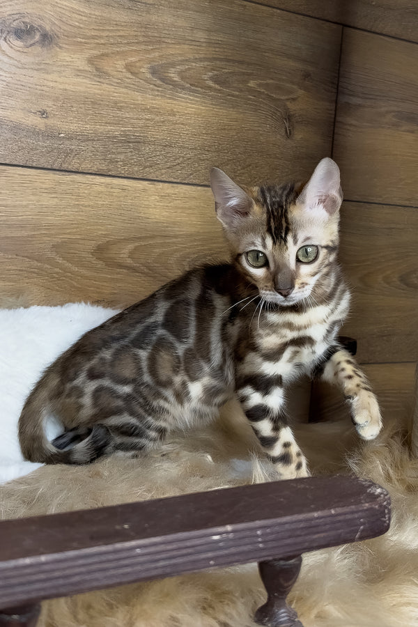 Darling | Bengal Kitten