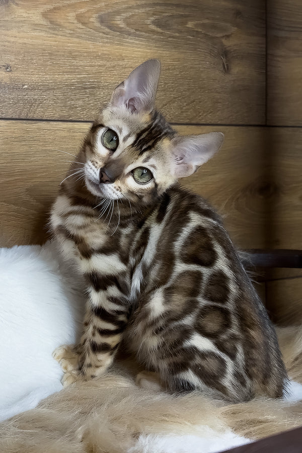 Darling | Bengal Kitten