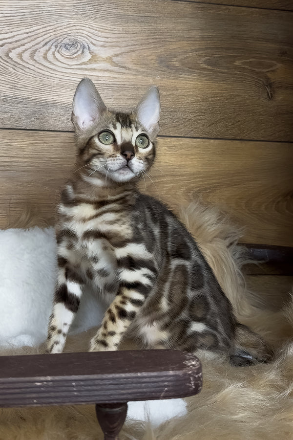 Darling | Bengal Kitten