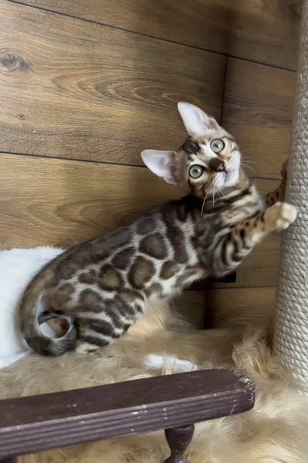 Darling | Bengal Kitten